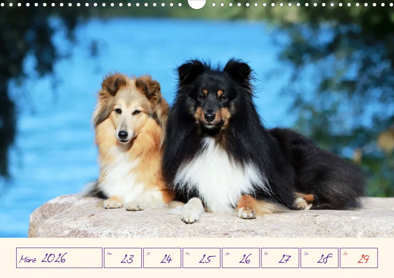 viele Shelties