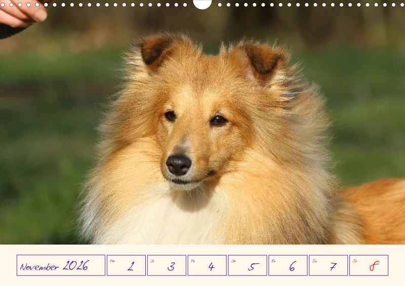 viele Shelties
