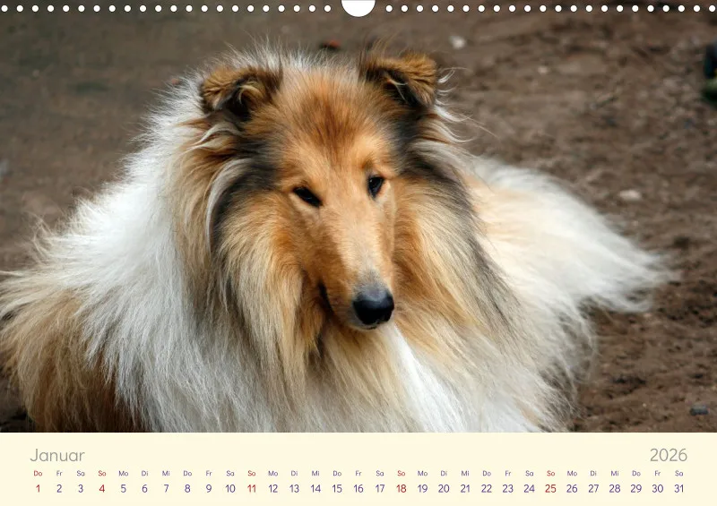 Collies 2026