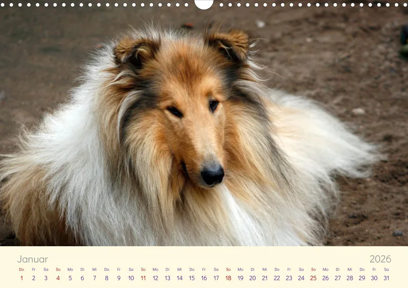 Collies 2026