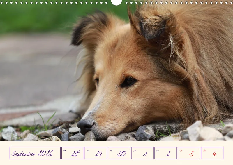 viele Shelties