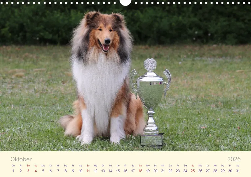Collies 2026