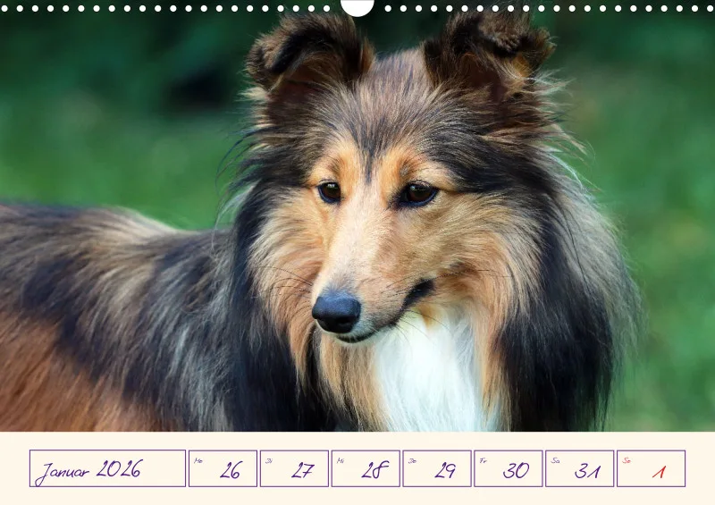 viele Shelties