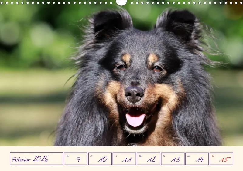 viele Shelties