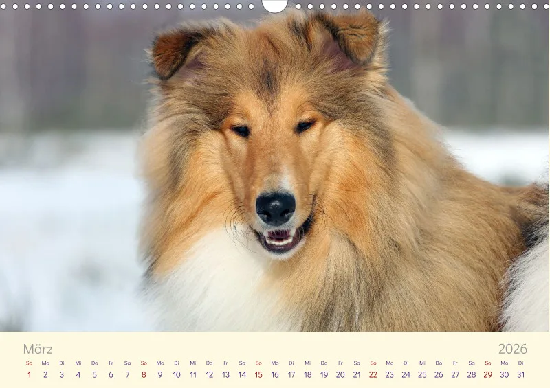 Collies 2026