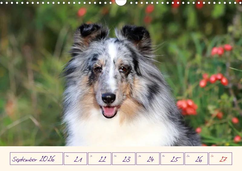 viele Shelties