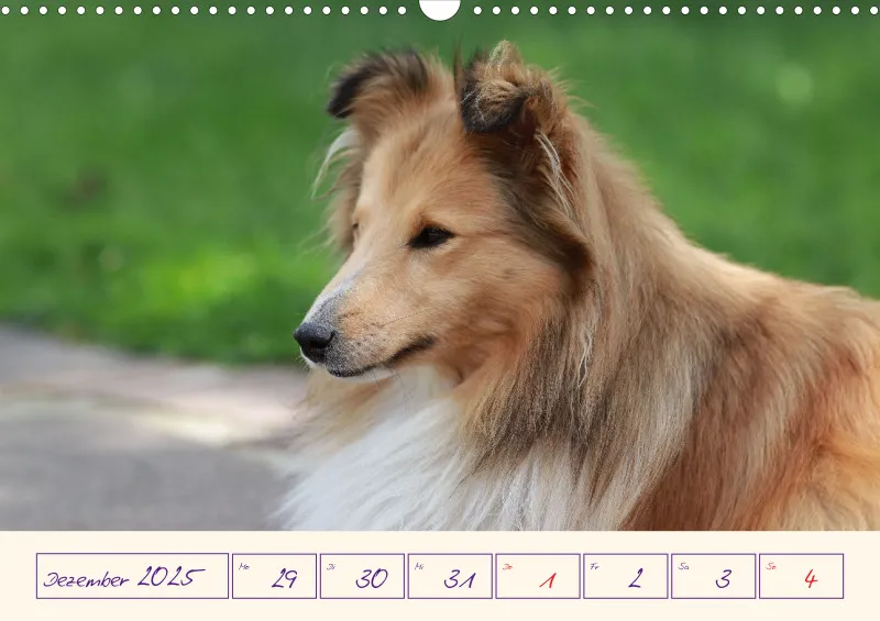 viele Shelties