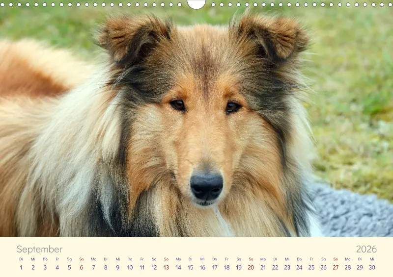 Collies 2026