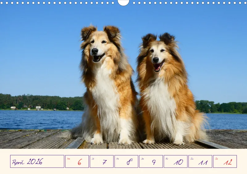 viele Shelties