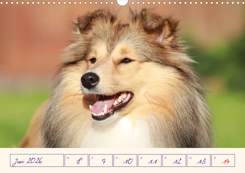 viele Shelties