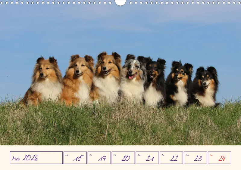viele Shelties