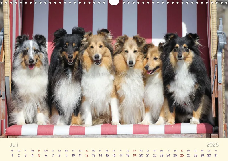 Shelties 2026