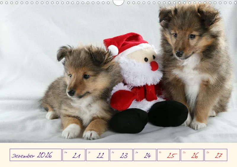 viele Shelties