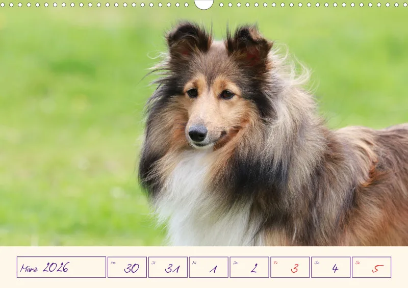 viele Shelties