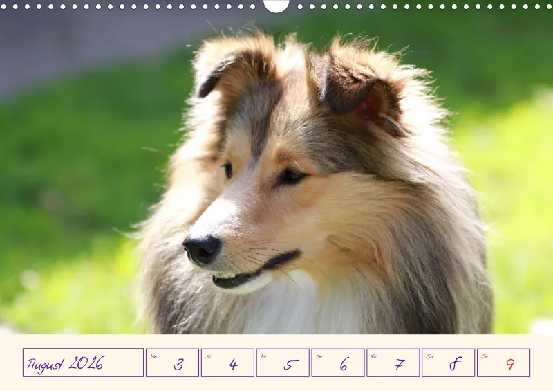 viele Shelties