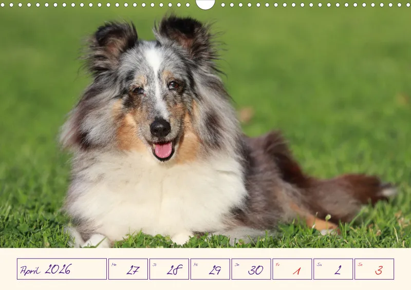 viele Shelties
