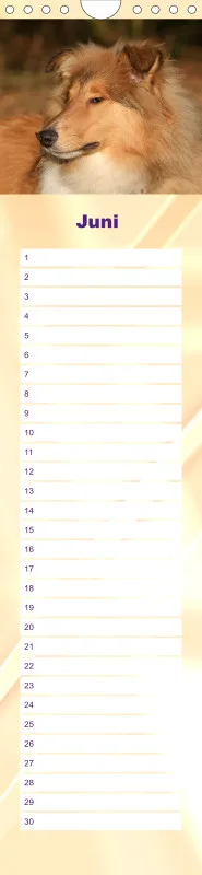 Geburtstagskalender Collie