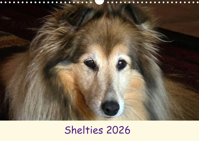 Shelties 2026
