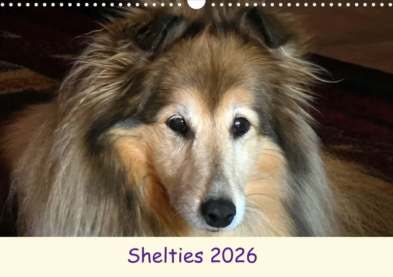 Shelties 2026