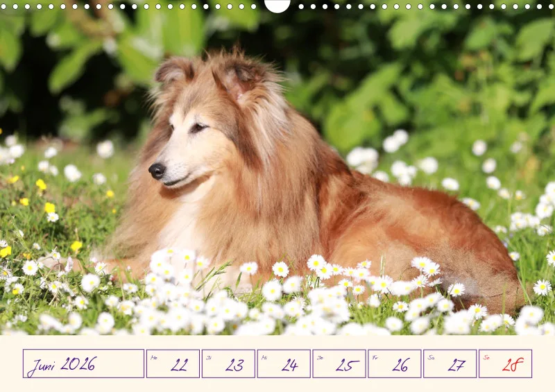 viele Shelties