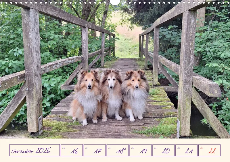 viele Shelties