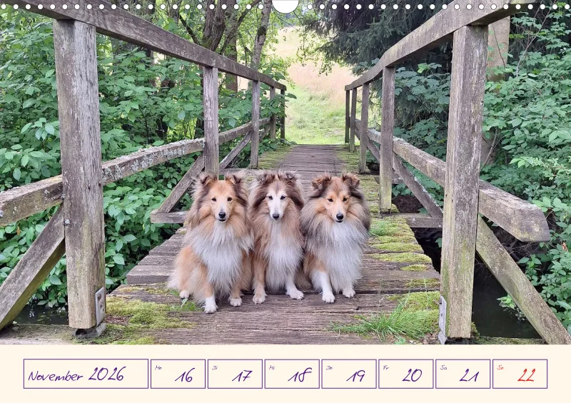 viele Shelties