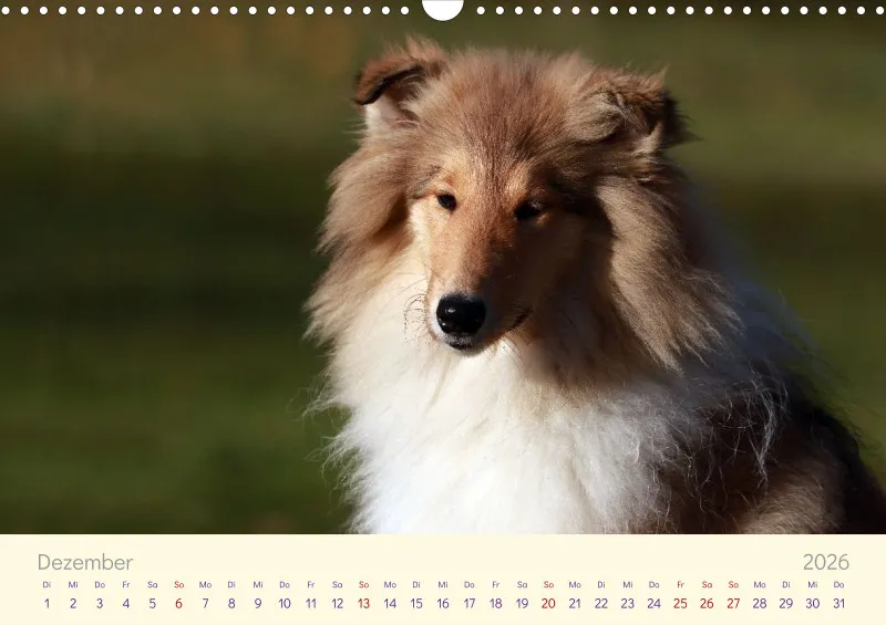 Collies 2026