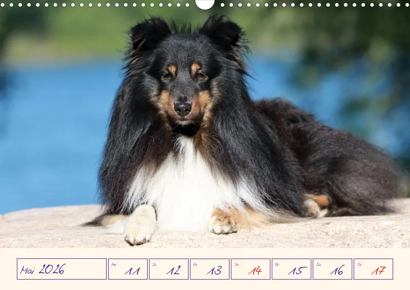 viele Shelties