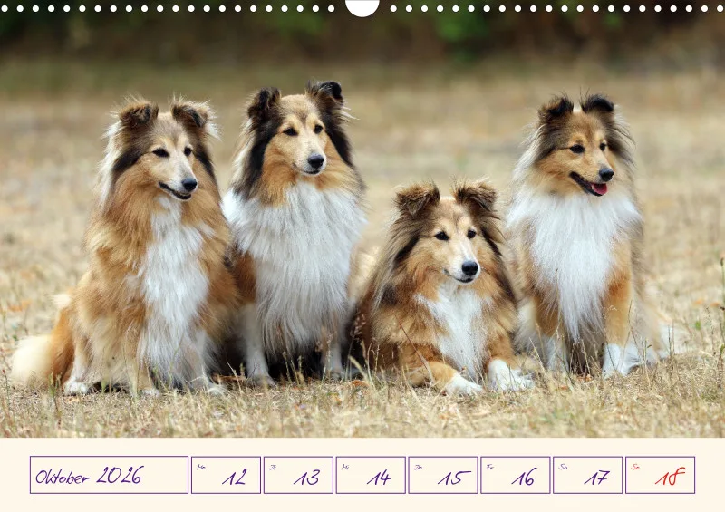viele Shelties