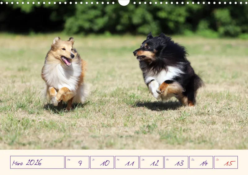 viele Shelties