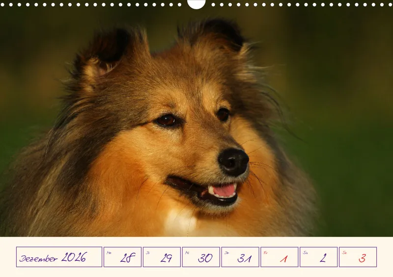 viele Shelties