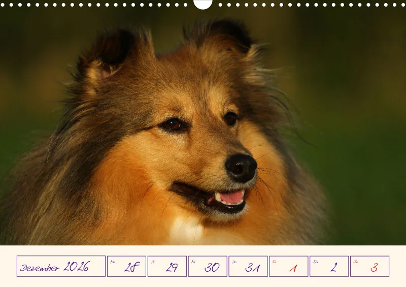 viele Shelties
