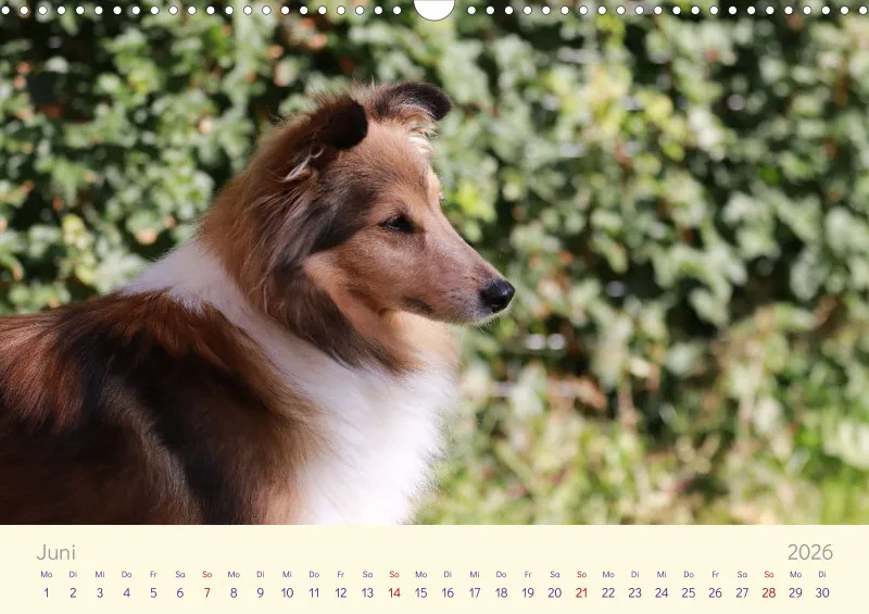 Shelties 2026