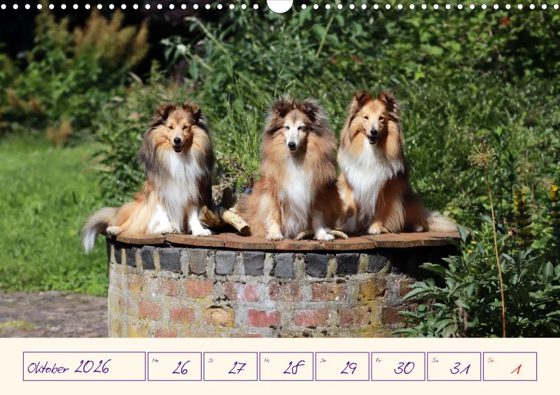 viele Shelties