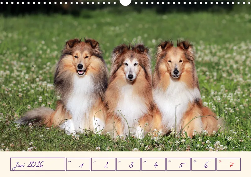 viele Shelties