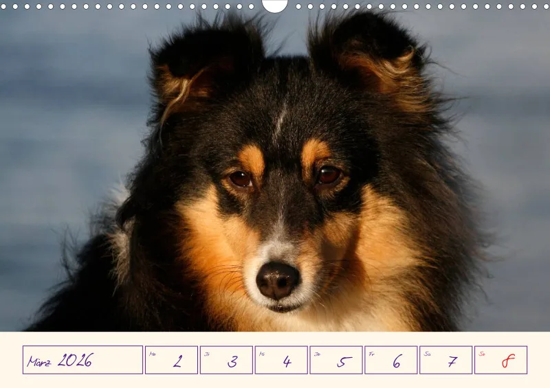 viele Shelties