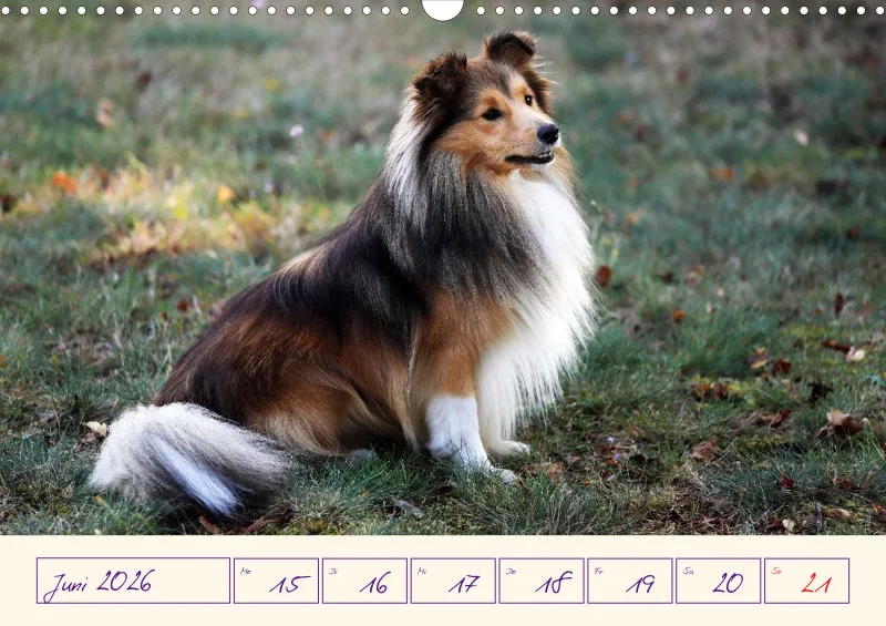 viele Shelties