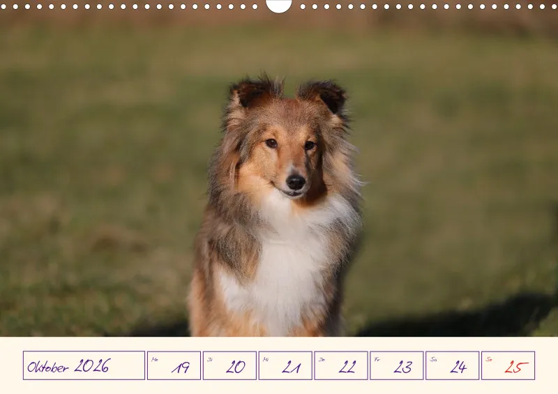 viele Shelties