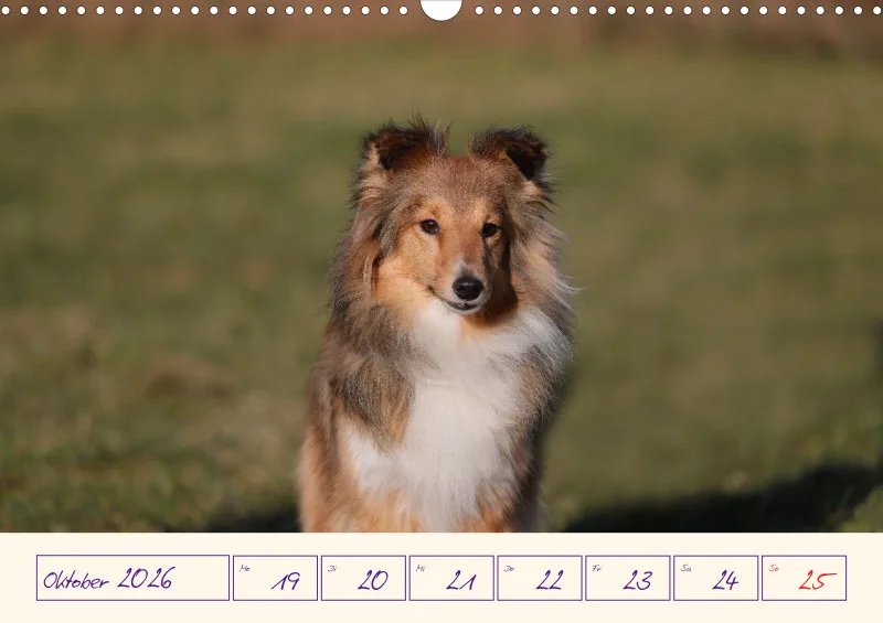 viele Shelties
