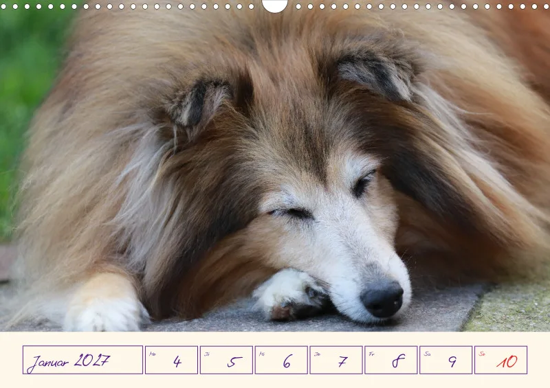 viele Shelties