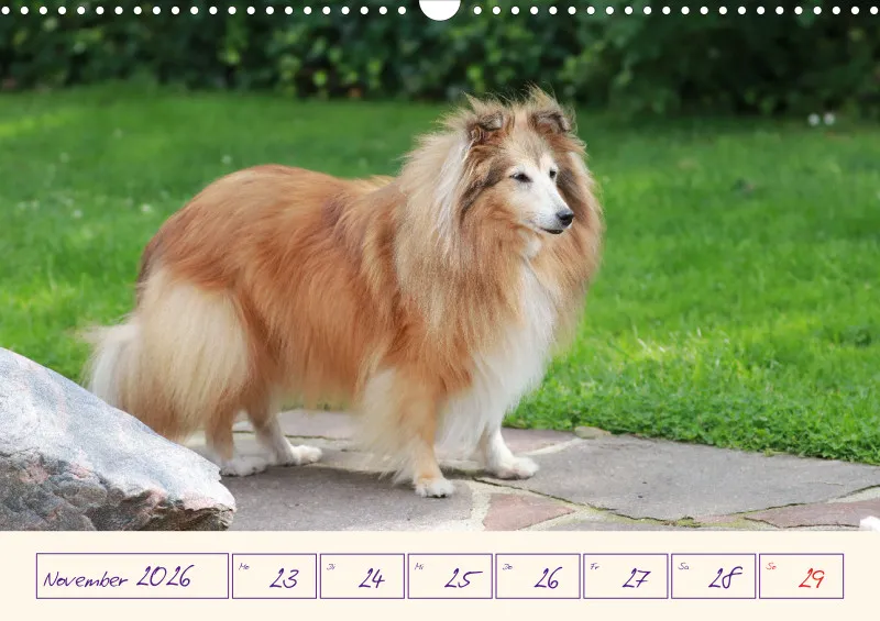 viele Shelties