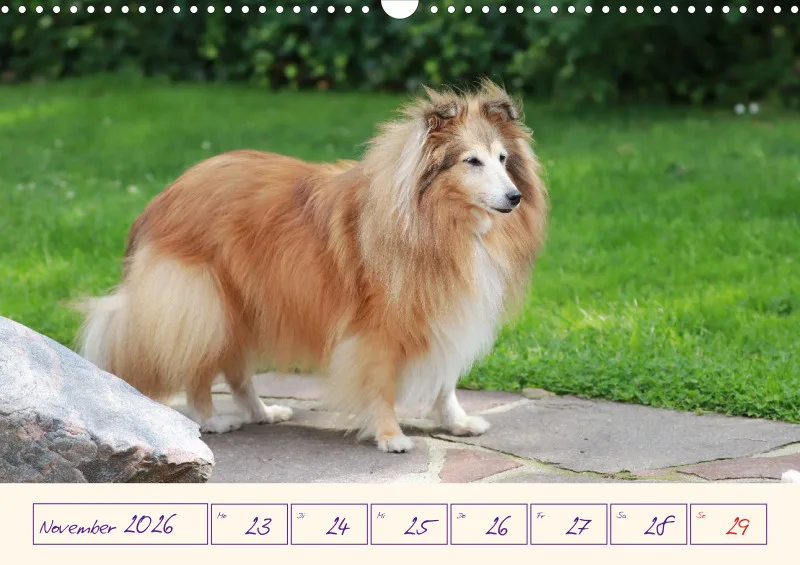 viele Shelties