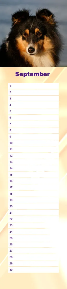 Geburtstagskalender Sheltie