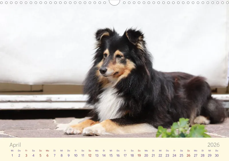 Shelties 2026