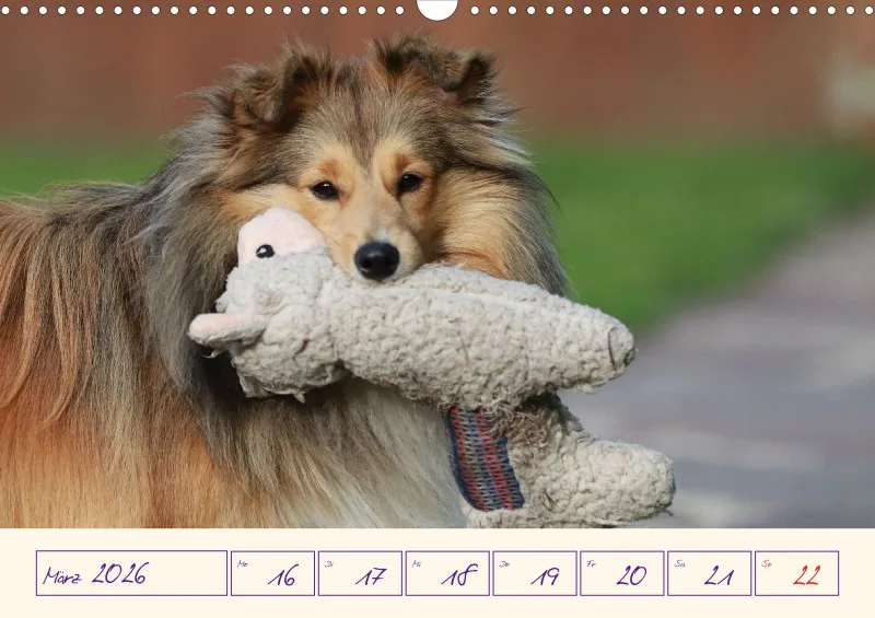viele Shelties