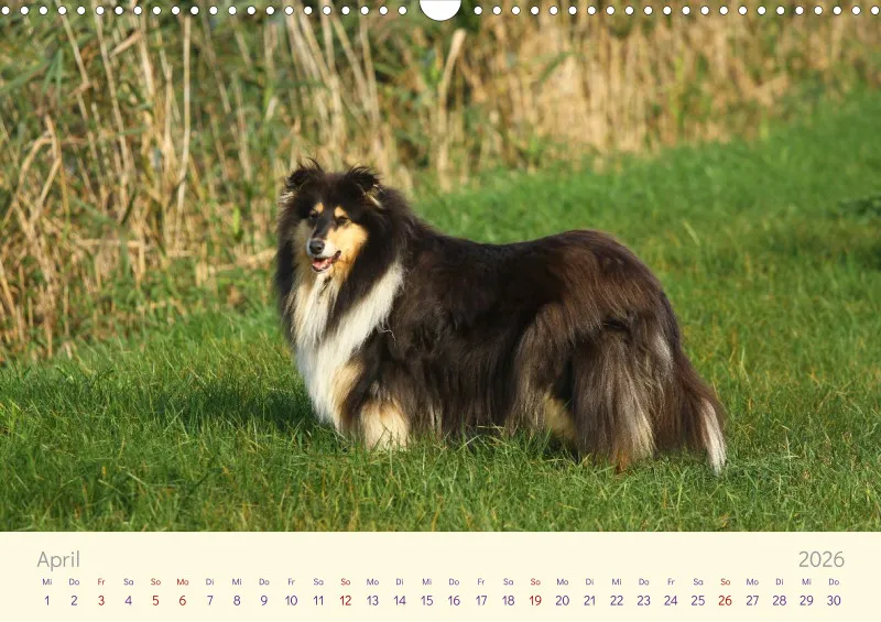 Collies 2026