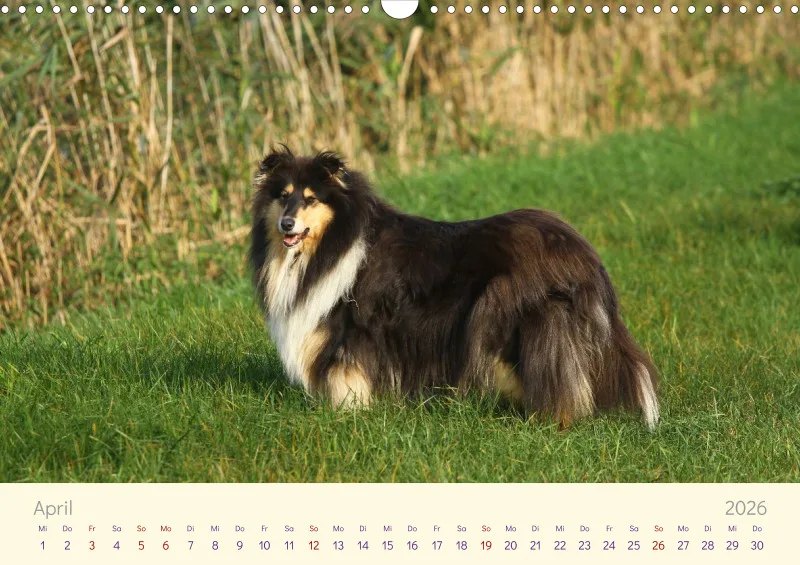 Collies 2026