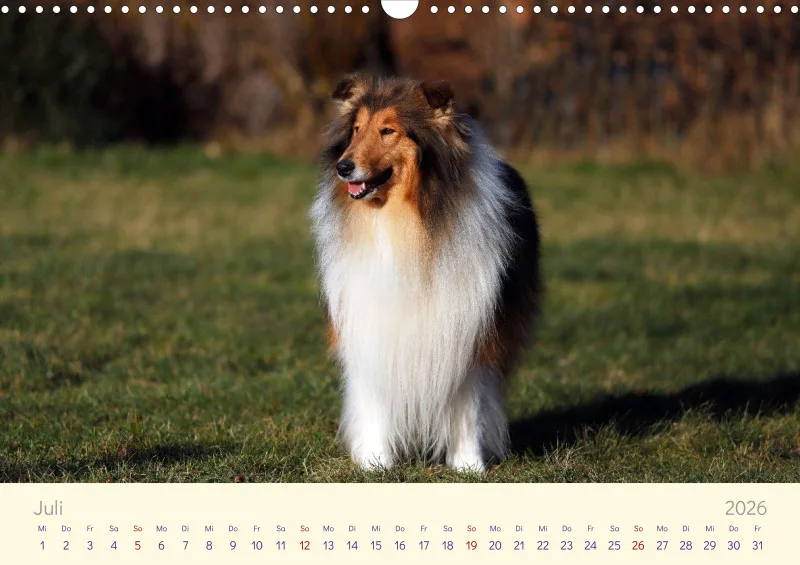 Collies 2026