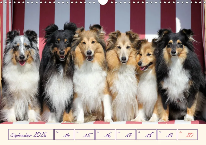 viele Shelties