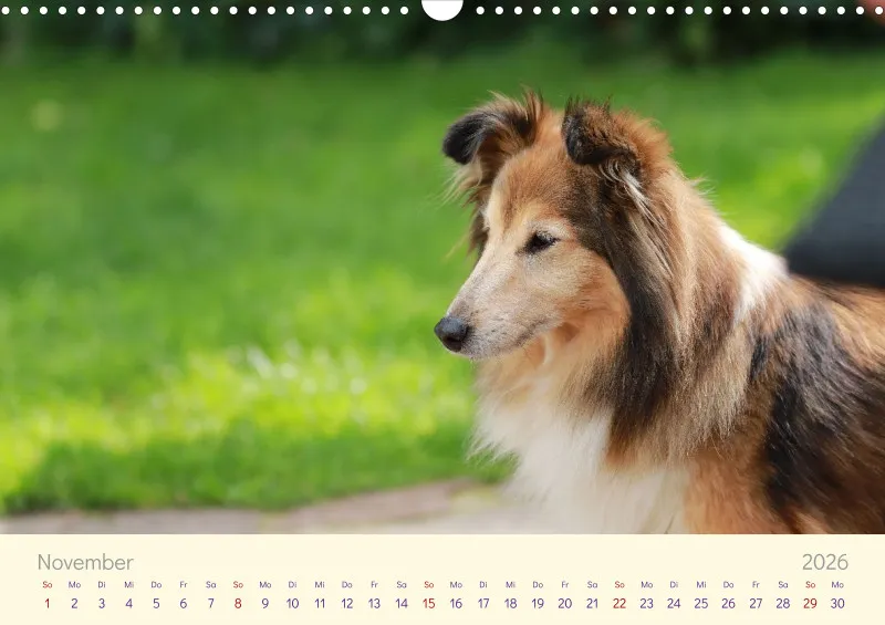 Shelties 2026